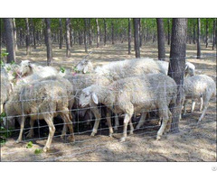 Sheep And Goat Fence