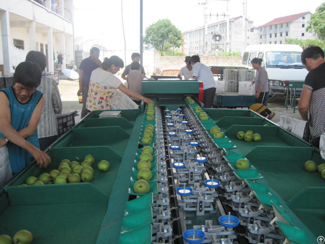 Multifunctional Intelligent Fruit Weighing And Sorting Grading Machine