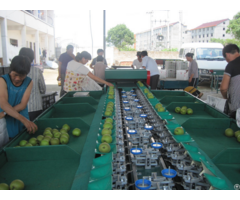 Multifunctional Intelligent Fruit Weighing And Sorting Grading Machine