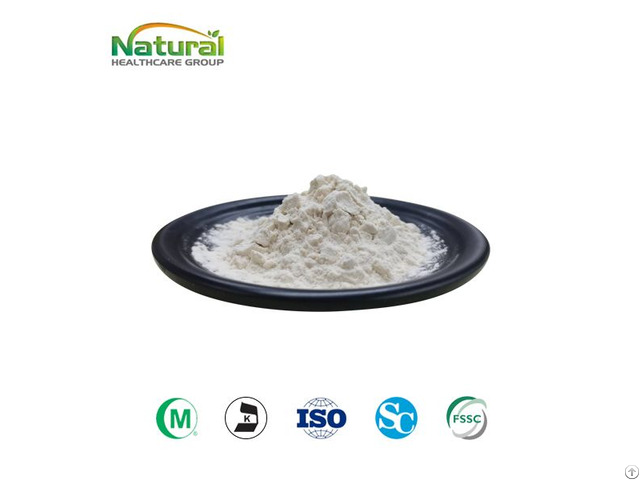 Giant Knotweed Extract Powder