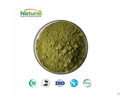 Bulk Green Tea Powder