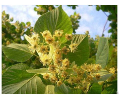 Linden Flower Extract Tilia Cordata Powder 5 1 Tlc