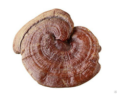 Reishi Mushroom Extract Polysaccharides