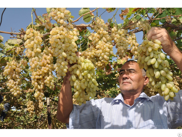 Grapes Raisins Plums Other Dried Fruits And Vegetables Of All Kinds