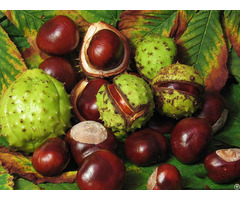 Horse Chestnut Extracts Aescin 20%