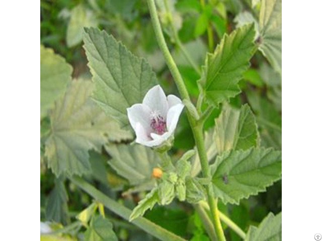 Althaea Officinalis Root Extract