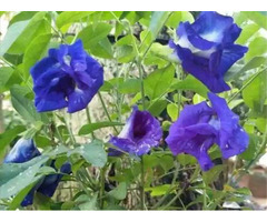 Butterfly Pea Powder Extract