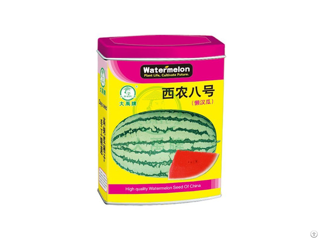 Medium Mature Large Fruit Watermelon