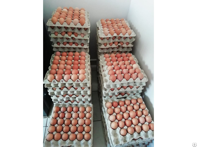 Fresh Chicken Eggs For Sale