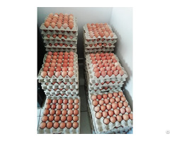 Fresh Chicken Eggs For Sale