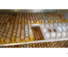 Hatching Eggs For Sale