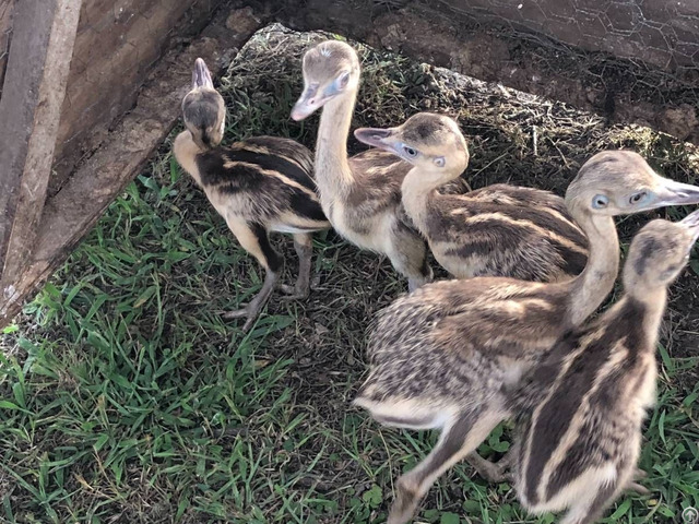 Emu Chicks For Sale