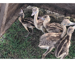 Emu Chicks For Sale