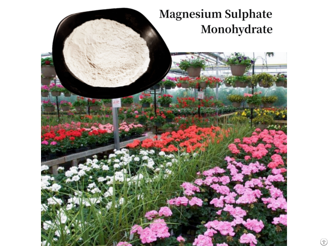 Magnesium Sulphate Monohydrate White Powder