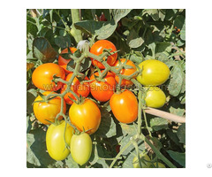 T178 Semi Determinate Saladette Tomato Varieties