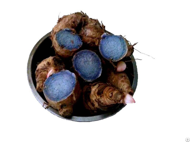 Black Ginger Extract