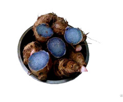 Black Ginger Extract
