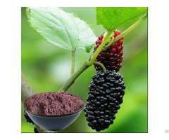 Buy Best Mulberry Juice Powder