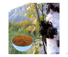 Buy Chaga Extract