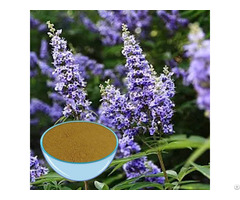 Vitex Extract Powder Manufacturer