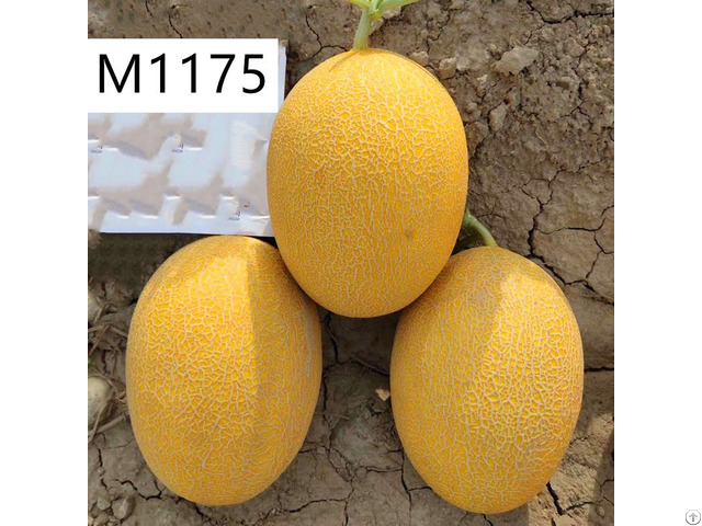M1175 Yellow Hybrid Hami Melon Variety