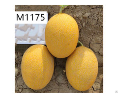 M1175 Yellow Hybrid Hami Melon Variety