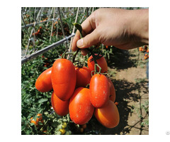 T192 Good Quality Semi Determinate Saladette Tomato Variety