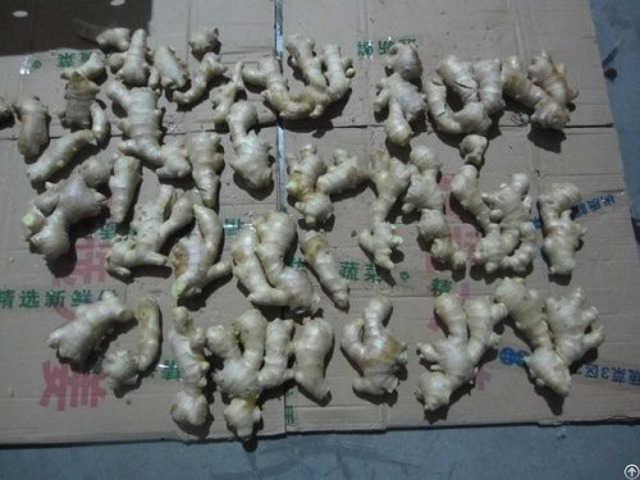 Inspection Service China For Gingers