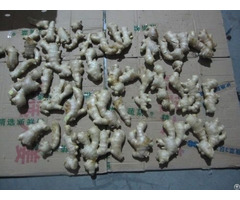 Inspection Service China For Gingers