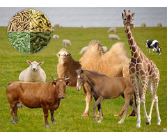 Ruminant Feed Mill Plant