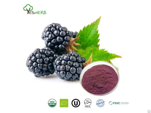 Mulberry Powder Supplier