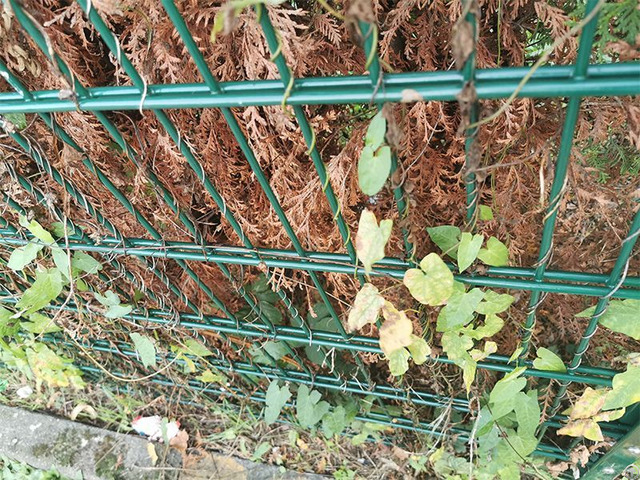 Double Wire Fence
