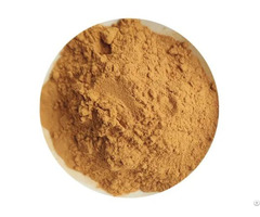 Green Tea Extract