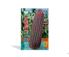 A Waxy Corn Seeds