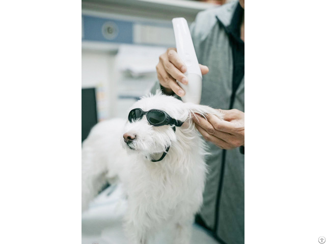 V Heal Class 4 Veterinary Therapy Laser