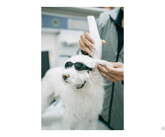 V Heal Class 4 Veterinary Therapy Laser
