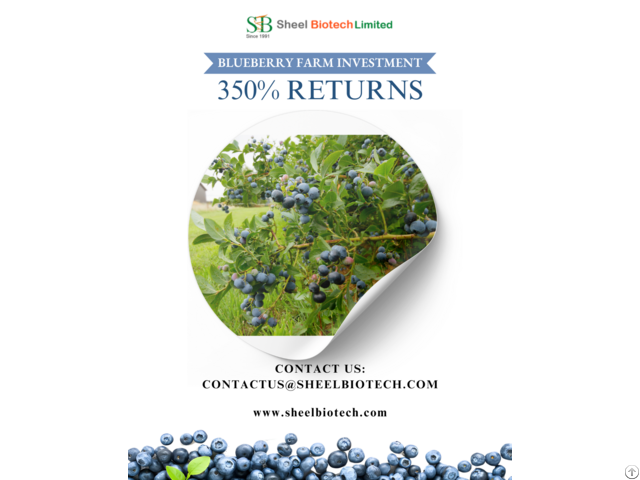 Blueberries Plants In India