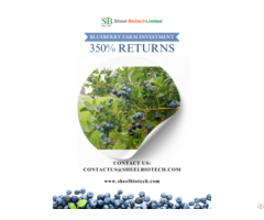 Blueberries Plants In India