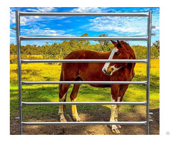 Horse Panel