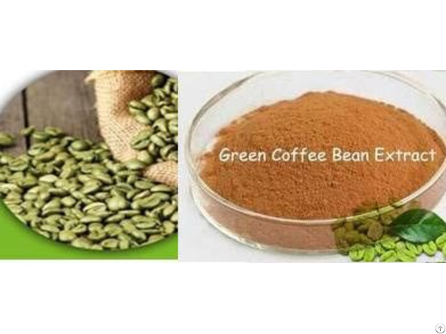 Green Coffee Bean Extract ( Chlorogenic Acid 45% And 50%) From Arabica Beans