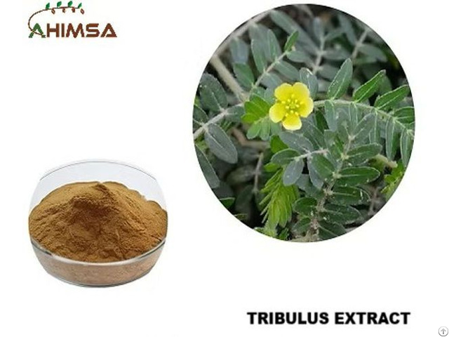 Tribulus Extract 45%