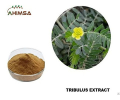 Tribulus Extract 45%