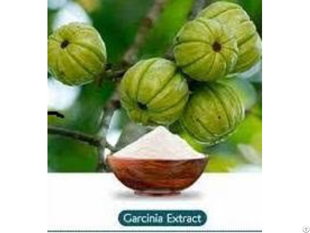 Garcinia Cambogia Extract 50% And 60% Hca