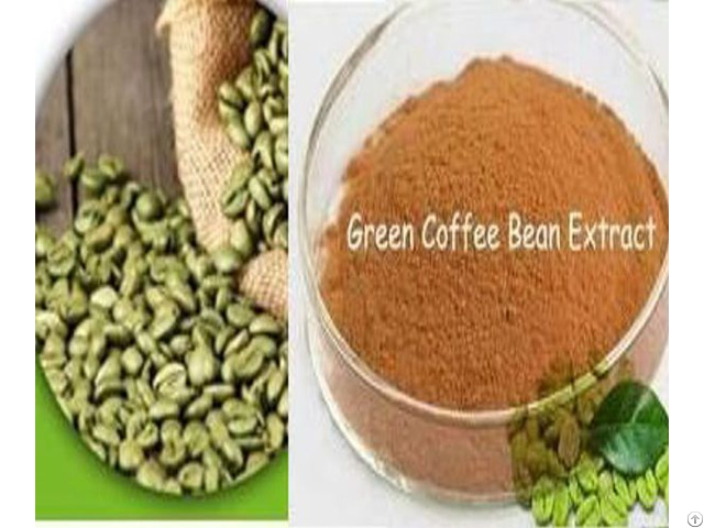 Green Coffee Bean Extract Chlorogenic Acid 45% And 50% From Robusta Beans
