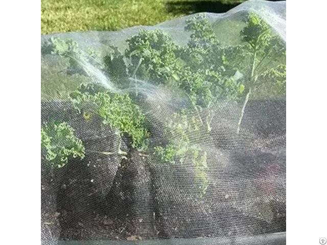 Gold Hongye Anti Insect Net