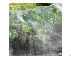 Gold Hongye Anti Insect Net