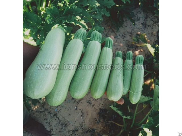 Jade 808 Hybrid Summer Squash Variety