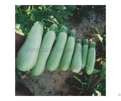Jade 808 Hybrid Summer Squash Variety