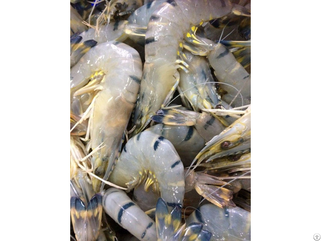 Frozen Raw Black Tiger Head On Shrimp