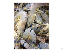 Frozen Raw Black Tiger Head On Shrimp